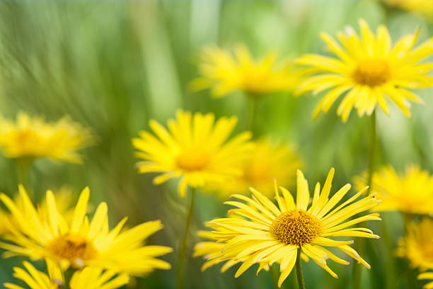 istock Yellow doronicum flowers on a flowerbed 477564142