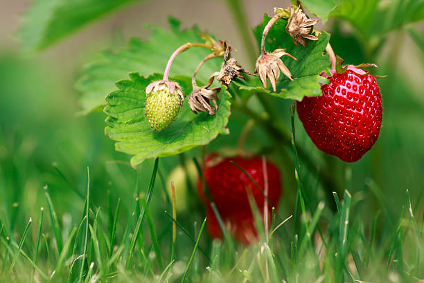 Strawberry bush stock photo