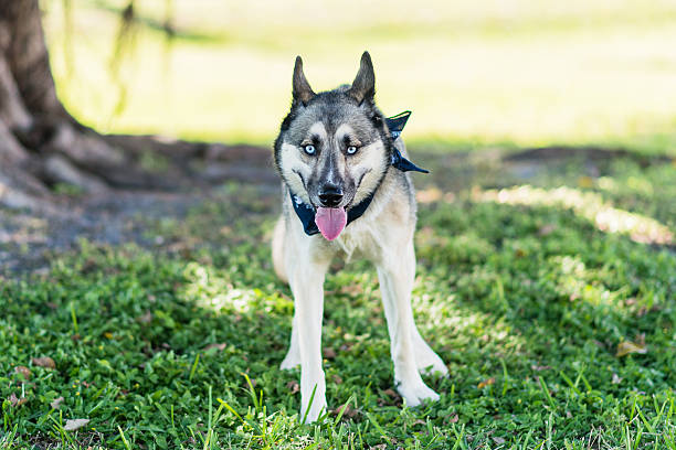 istock Siberian Husky standing in the grass 477565091