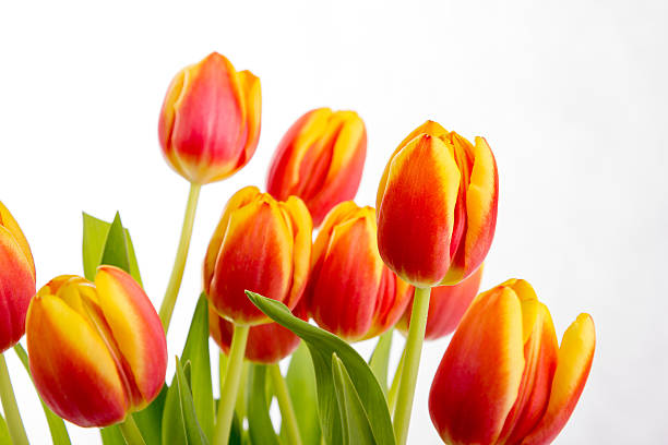 istock Beautiful orange red tulips on pure white background 477565145