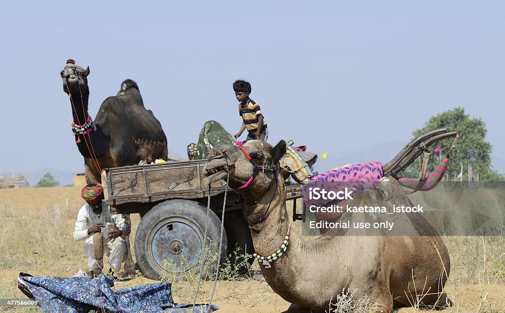 Nomadic gypsy personas en el ganado fair vacaciones, de Pushkar, India - Foto de stock de Adulto libre de derechos