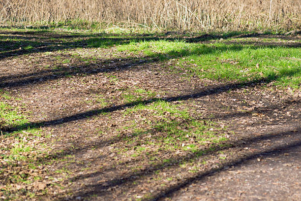 istock Shade of the trees 477566757