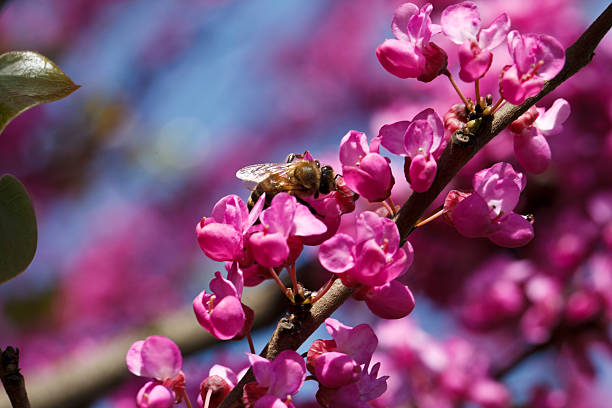 ярко-розовые цветущие дерево - white bud стоковые фото и изображения