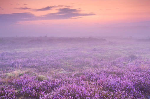 Fog over blooming heather near Hilversum, The Netherlands at dawn