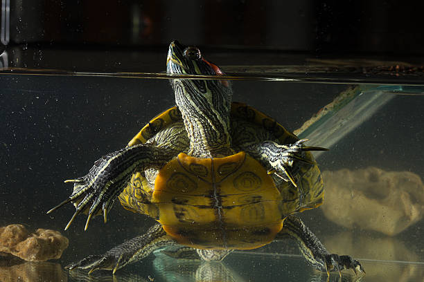 istock Young turtle sitting in aquarium 477568354