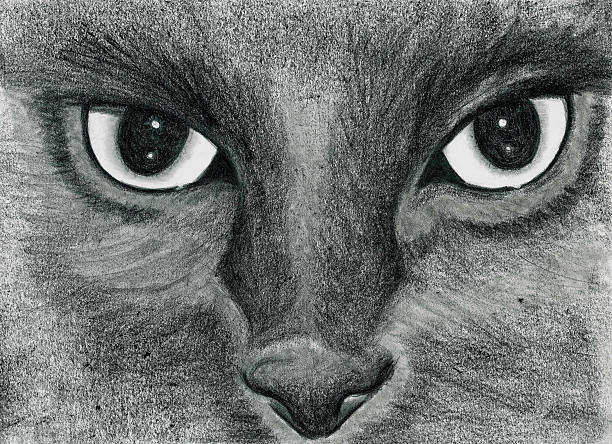 illustration pencil cat stock photo
