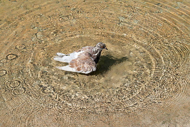 piccione marrone - dulcie gray foto e immagini stock