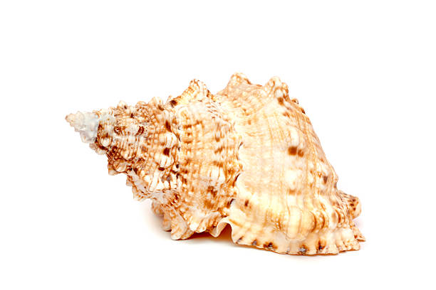 istock Sea cockleshell on a white background 477569675