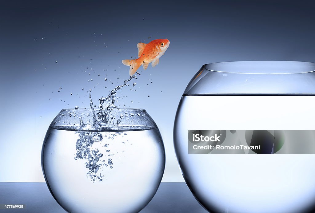Opportunity, rise and improvement concept goldfish jumping into a tank bigger Change Stock Photo