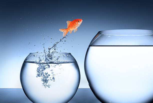 Opportunity, rise and improvement concept goldfish jumping into a tank bigger courage stock pictures, royalty-free photos & images
