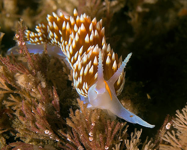 istock Nudibranch at San Miguel Island 477570627