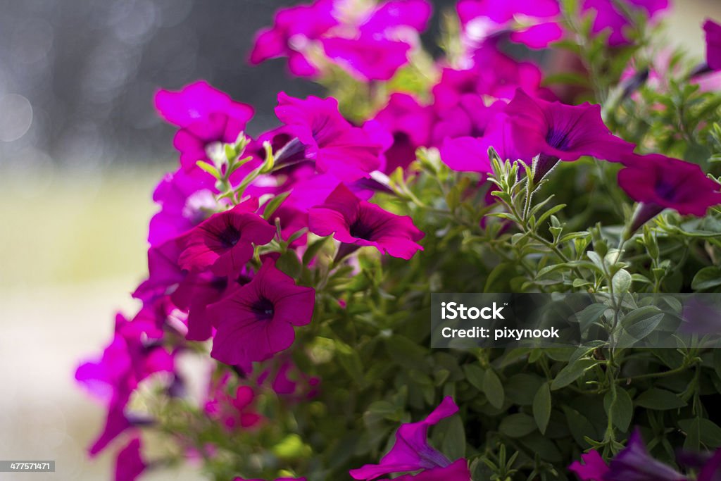 Rosa petunia - Foto de stock de Aire libre libre de derechos