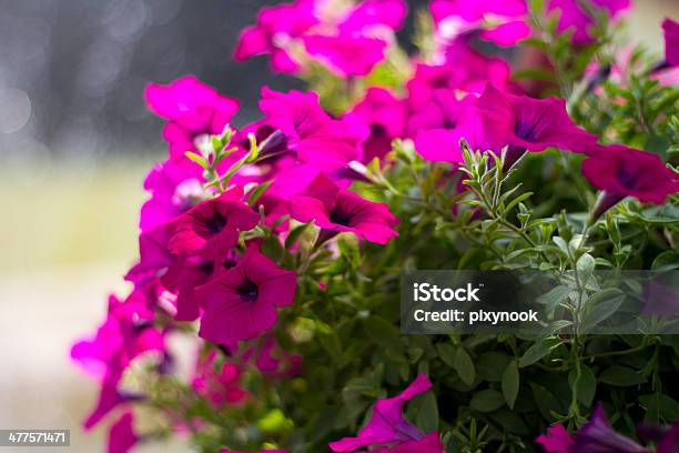 Rosa Petunia Foto de stock y más banco de imágenes de Aire libre - Aire libre, Belleza de la naturaleza, Blanco - Color