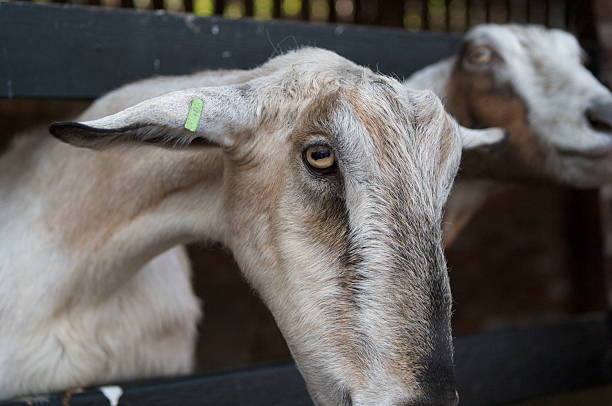Goats at Home Farm, Tatton Park, Knutsford