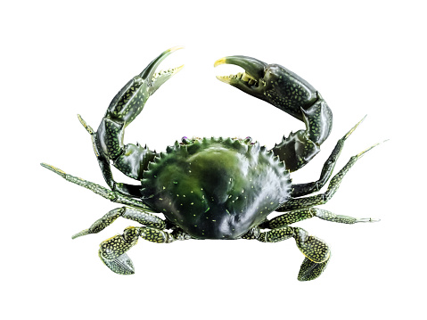 The Dungeness crab is a species of crab inhabiting eelgrass beds and water bottoms along the west coast of North America. It typically grows to 20 cm (7.9 in) across the carapace and is a popular seafood. Its common name comes from Dungeness Spit, United States, which shelters a shallow bay inhabited by the crabs. \nDungeness crabs have a wide, long, hard shell, which they must periodically molt to grow; this process is called ecdysis. They have five pairs of legs, which are similarly armored, the foremost pair of which ends in claws the crab uses both as defense and to tear apart large food items. The crab uses its smaller appendages to pass the food particles into its mouth. Once inside the crab's stomach, food is further digested by the \