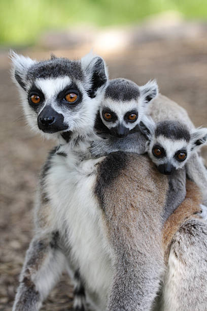 istock Ring Tailed Lemur family 477572930