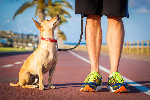 istock Dog and owner walking 477573346