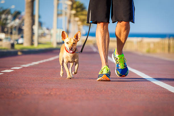 istock Dog and owner walking 477573350