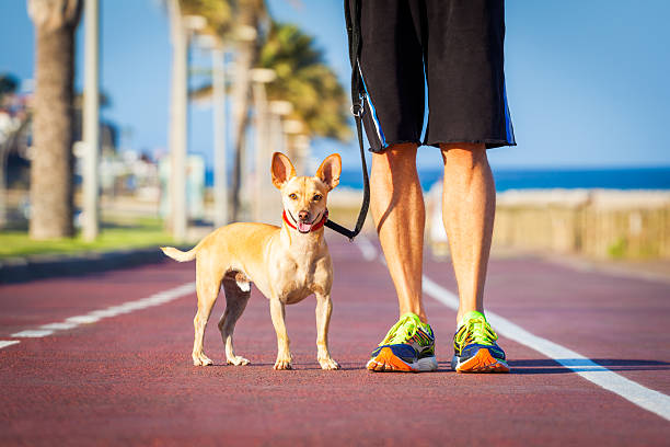 istock Dog and owner walking 477573352