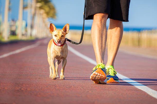 istock Dog and owner walking 477573358