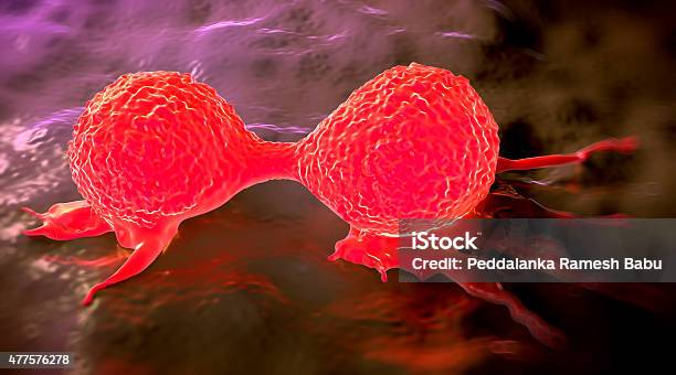 Dividing Breast Cancer Cell Stock Photo - Download Image Now - Cancer - Illness, Cell Division, 2015