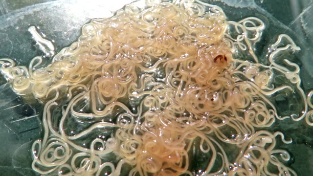 Anisakis nematode fish parasites in a petri dish