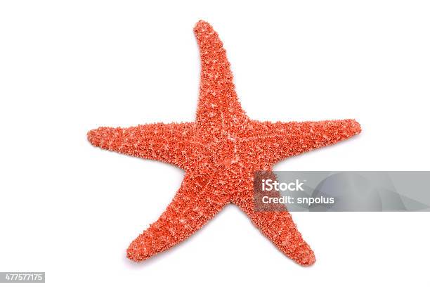 Starfish On A White Background Stock Photo - Download Image Now - Starfish, White Background, Photography