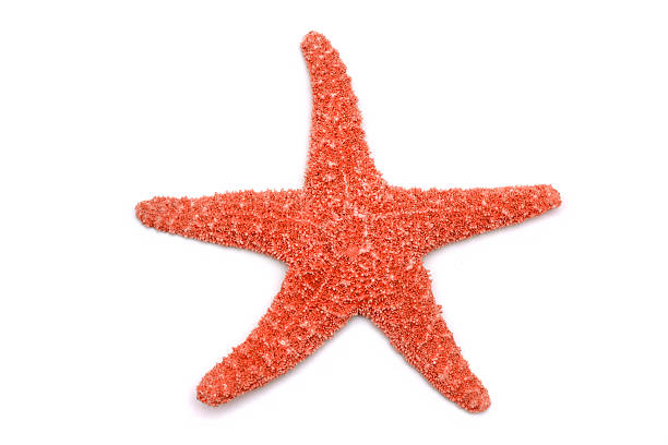 estrela sobre um fundo branco - starfish imagens e fotografias de stock