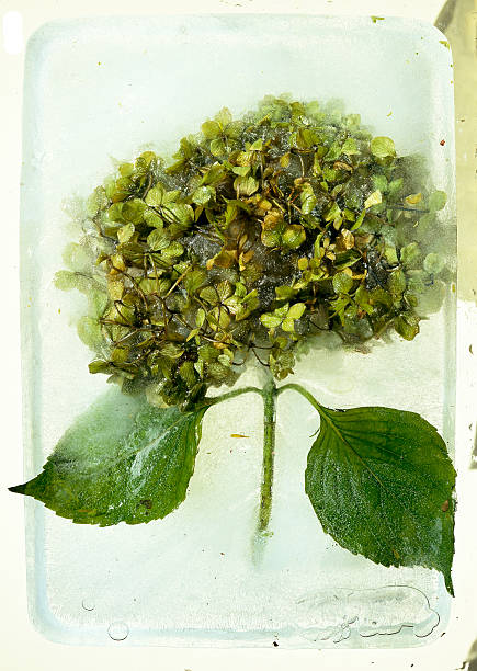 ortensia-верде - hortense стоковые фото и изображения
