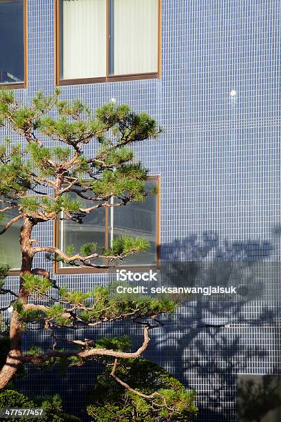 Baum Und Blauer Wand Stockfoto und mehr Bilder von Ahorn - Ahorn, Architektur, Arrangieren