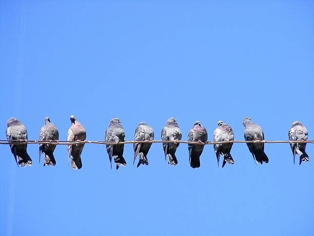 istock Flock of pigeons on the wire 477577625