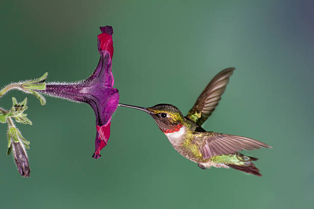 Ruby-throated Hummingbird A ruby-throated hummingbird flying into a petunia flower. hummingbird stock pictures, royalty-free photos & images