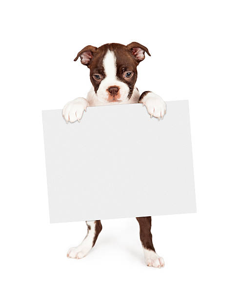 istock Cute Boston Terrier Puppy Holding Blank Sign 477577884