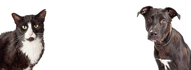 istock Black and White Dog and Cat Website Banner 477577940