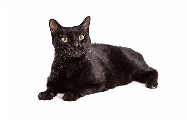 istock Beautiful adult black cat laying 477577944