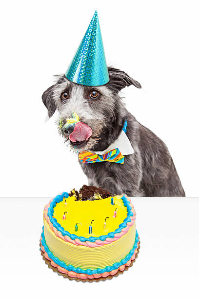 istock Messy Birthday Dog Eating Cake 477577968