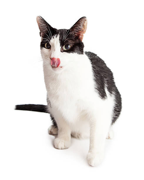 istock Hungry Black and White Cat Licking Lips 477578756