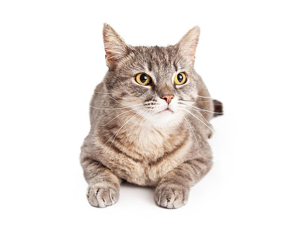 istock Domestic Shorthair Tabby Cat Looking Up 477578774