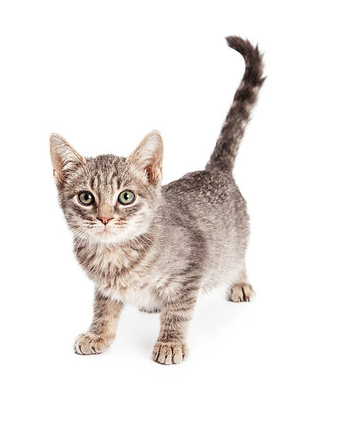 istock Cute Kitten Photo - Eight Week Old Tabby 477578784