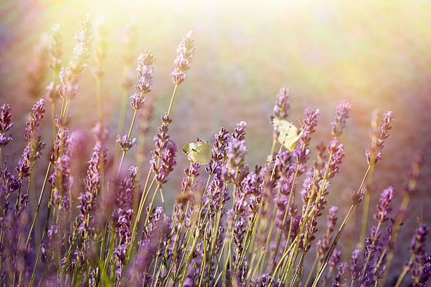 istock Butterfly on lavender flower 477578796