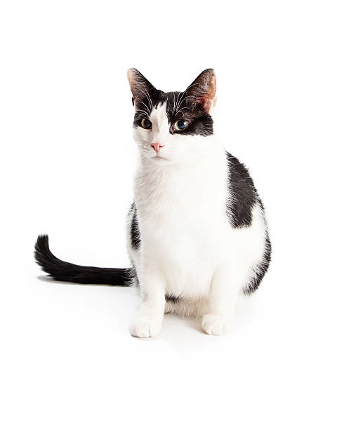 istock Black and White Domestic Shorthair Cat Sitting 477578826