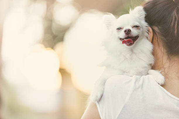 carry dog Carry on a white chihuahua. chihuahua dog stock pictures, royalty-free photos & images