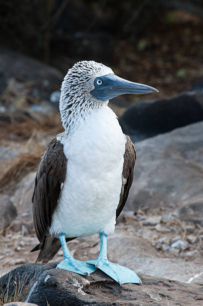 istock Blue footed booby on the Galapagos Islands, Ecuador 477579644