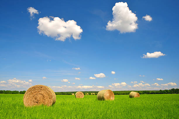 istock straw bales in a lush green field 477580294