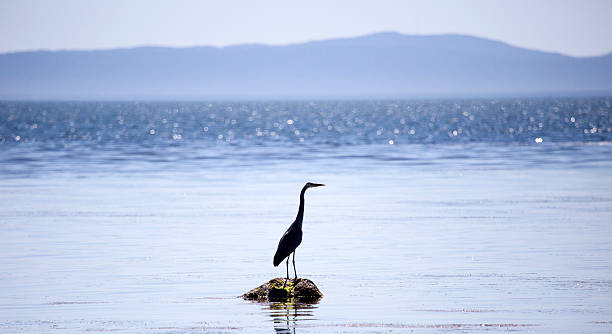 istock Silhouette of a great blue heron 477580528