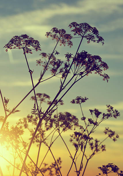 istock Flowers silhouette in the sunset. 477584026