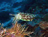 kuttelfisch.jpg?b=1&s=170x170&k=20&c=qKze9C9cs9K92OVakjzsTpiEGkSlSKkZR-ZsXVs6CqY=