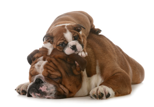 father's day - father and son bulldogs isolated on white background - 8 weeks old