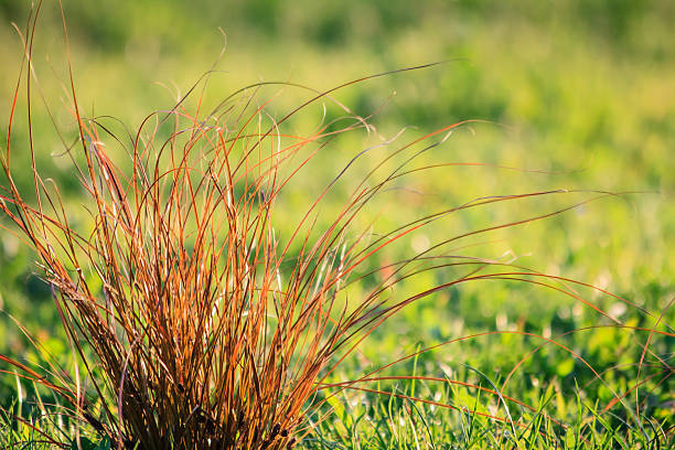 Carex Testacea Prairie Fire Isolated plant taken at sunset with a low and warm light. Carex testacea Prairie Fire (Copper Hair Sedge or Orange New Zealand Sedge from the grasses ornamental family. sedge stock pictures, royalty-free photos & images