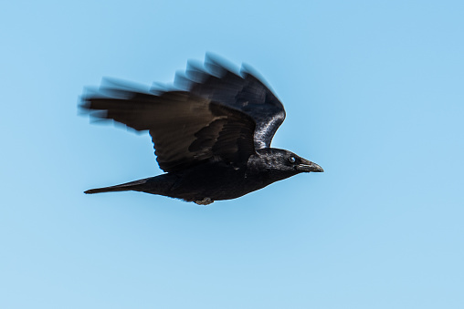 A black cow in flight with motion blur on it's wings and with blue background, off center faces right